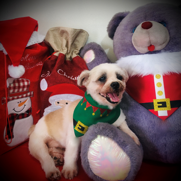 Elf dog best sale bandana